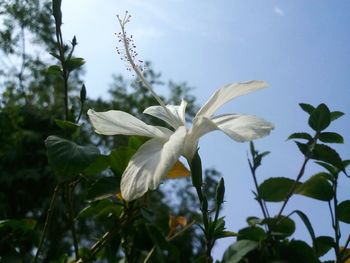 Close-up of flowers blooming against sky