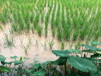 High angle view of corn field