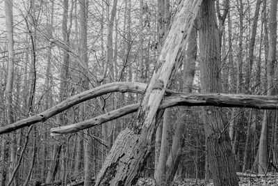 Bare trees in forest