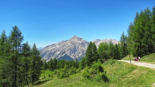 Panoramic shot of trees on land against clear sky