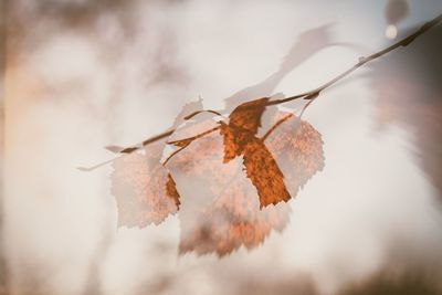 Close-up of dry leaves on plant during winter