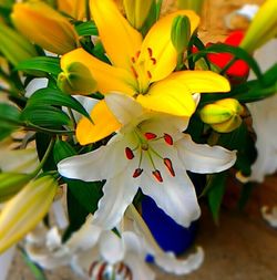 Close-up of yellow flower