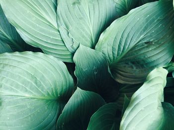 Full frame shot of green leaves