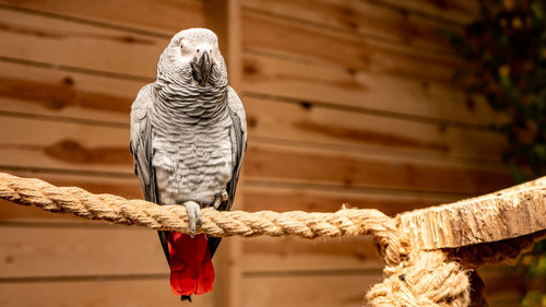 Close-up of bird perching on wood