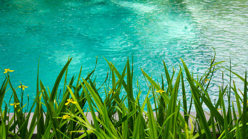 Close-up of grass in water