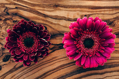 Close-up of pink succulent plant