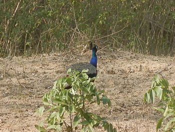 Bird perching on field