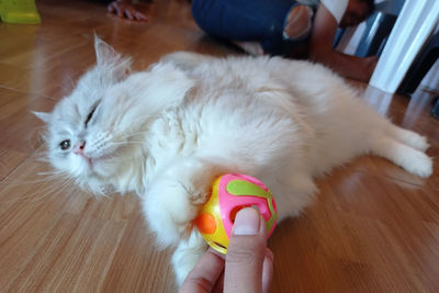 Midsection of person holding cat on floor at home