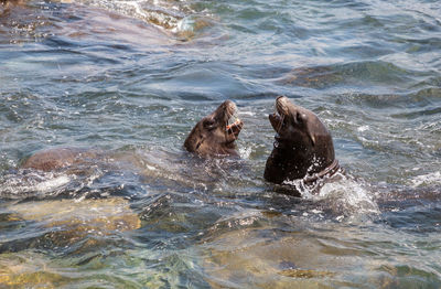 Two dogs in water