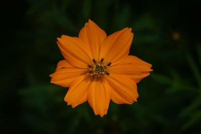 Close-up of orange cosmos flower