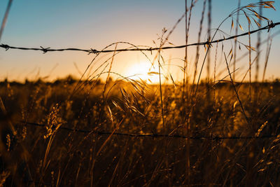 Close-up of crop growing on field during sunset