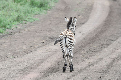 Zebra walking on dirt road