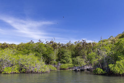 Scenic view of river amidst plants against sky