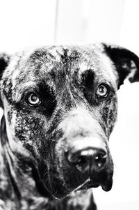 Close-up portrait of dog