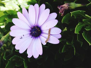 Close-up high angle view of caterpillar on flower