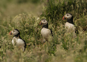 Ducks in a field