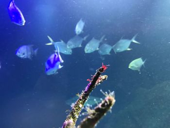 Close-up of fish underwater