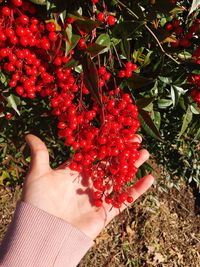 Midsection of red berries growing on plant
