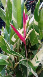 High angle view of pink flowering plant