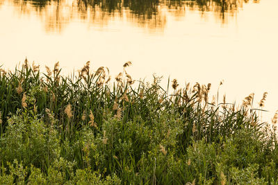 Scenic view of lake