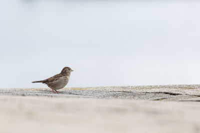 Close-up of bird perching on retaining wall