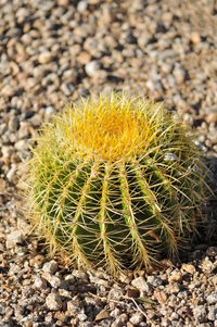 Close-up of cactus growing on field