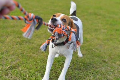 The dog is playing tug-of-war with the rope. playful dog with toy. tug of war between master and