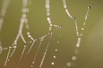 Close-up of water drops on spider web