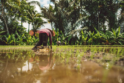 Reflection of woman in rice field water against trees