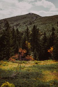 nature