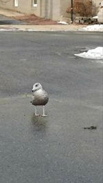 Seagull perching on ground