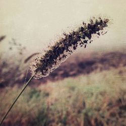 Close-up of plant against blurred background