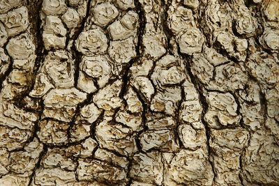 Full frame shot of dry leaf