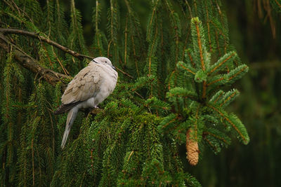 Bird perching on pine tree