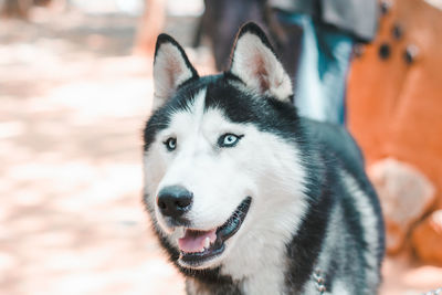 Close-up portrait of a dog