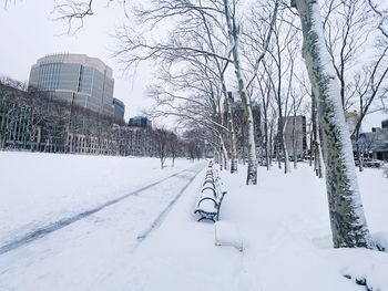 Snow covered trees