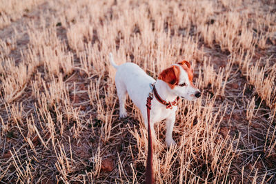 Dog looking away while standing on land