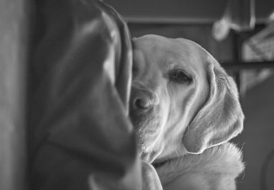 Close-up of a dog at home