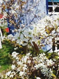 Close-up of white cherry blossoms in spring