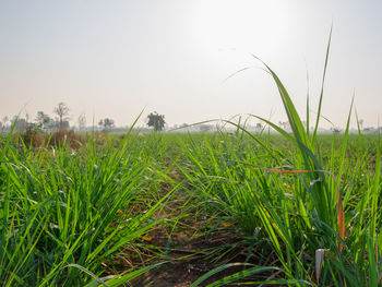 Crops growing on field against sky