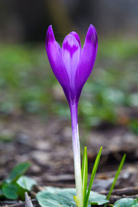 Close-up of purple crocus flower on field