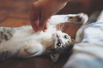 Cropped image of hand touching cat lying on floor