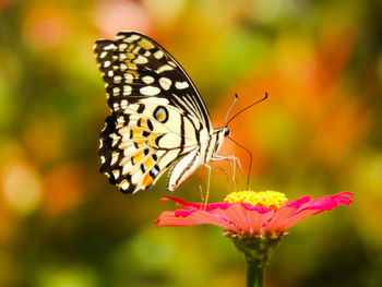 Close-up of butterfly pollinating on pink flower