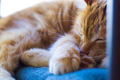 Close-up portrait of cat sleeping on bed