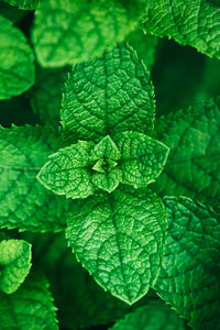 Top view of fresh green lush foliage mint herb plant grow in garden outdoor.