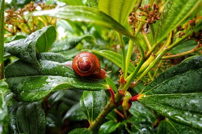 Close-up of snail on leaves