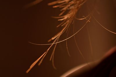 Close-up of leaf over black background