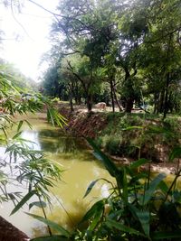 Scenic view of lake in forest