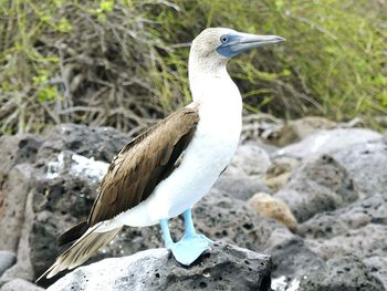 High angle view of gray heron perching on rock