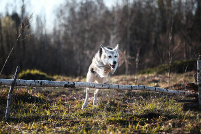 Dog running on field